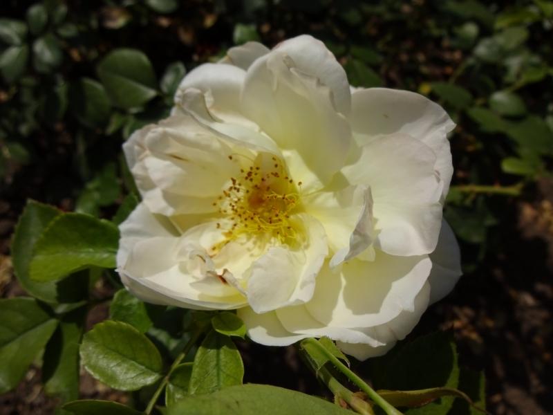 Rosa Sunstar ®