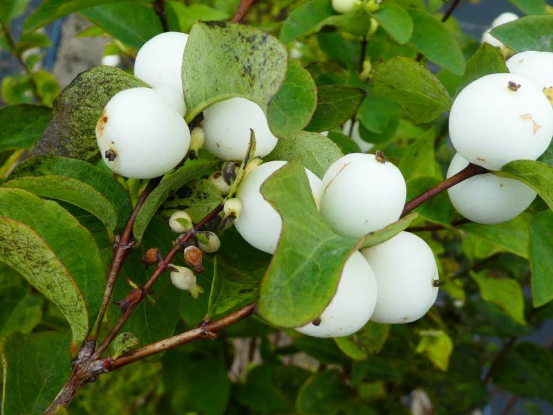 Strahlende Beerenfarbe der Schneebeere