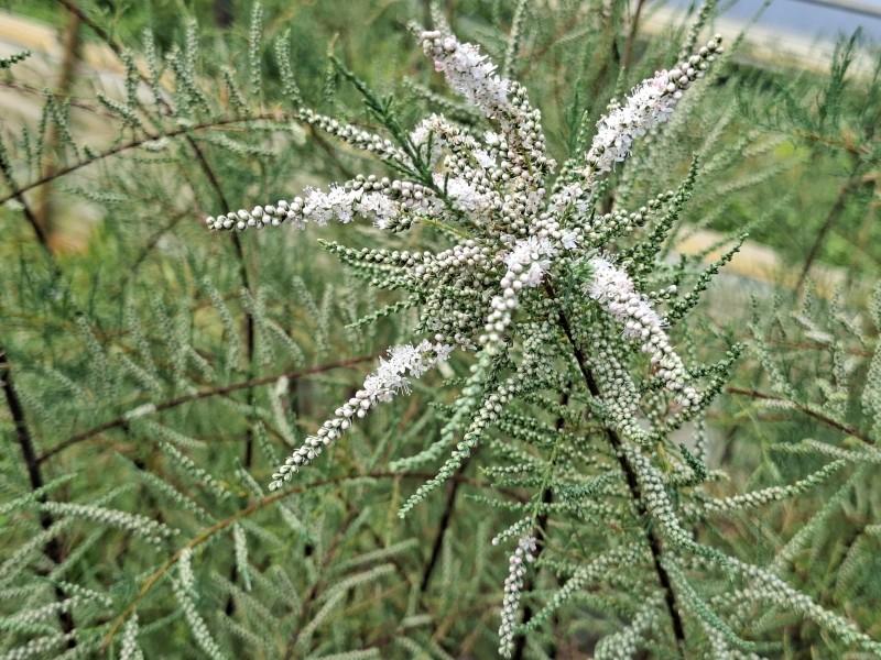 Höst-tamarisk Hulsdonk White, Tamarix ramosissima Hulsdonk White
