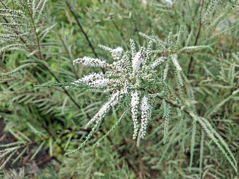 Höst-tamarisk Hulsdonk White, Tamarix ramosissima Hulsdonk White