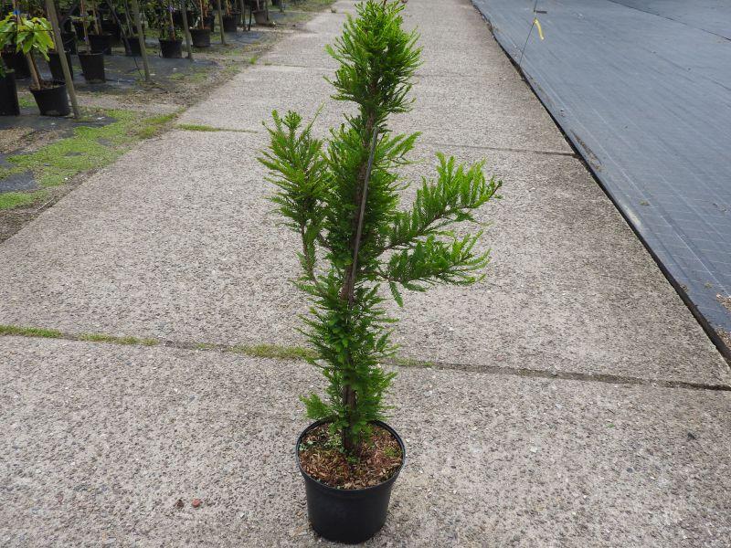Taxodium distichum Peve Minaret