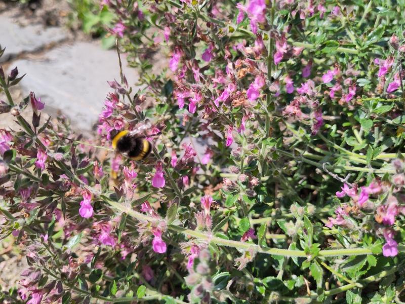 Der Wintergrüne Gamander ist eine gute Hummel- und Bienenweide