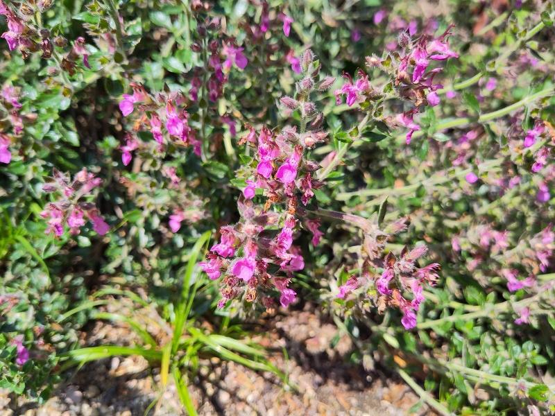 Wintergrüner Gamander mit purpurrosa Blüten