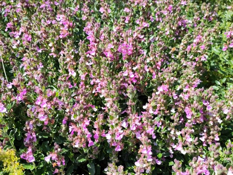 .Teucrium chamaedrys