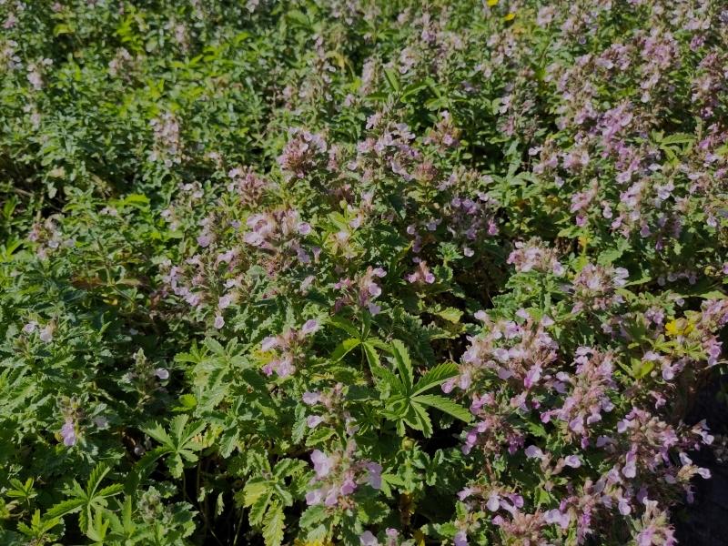 .Teucrium chamaedrys