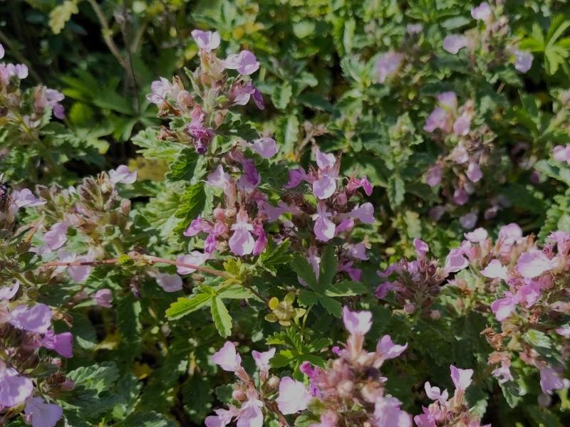 .Teucrium chamaedrys