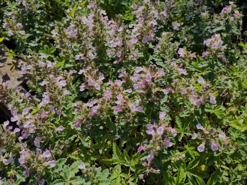 .Teucrium chamaedrys