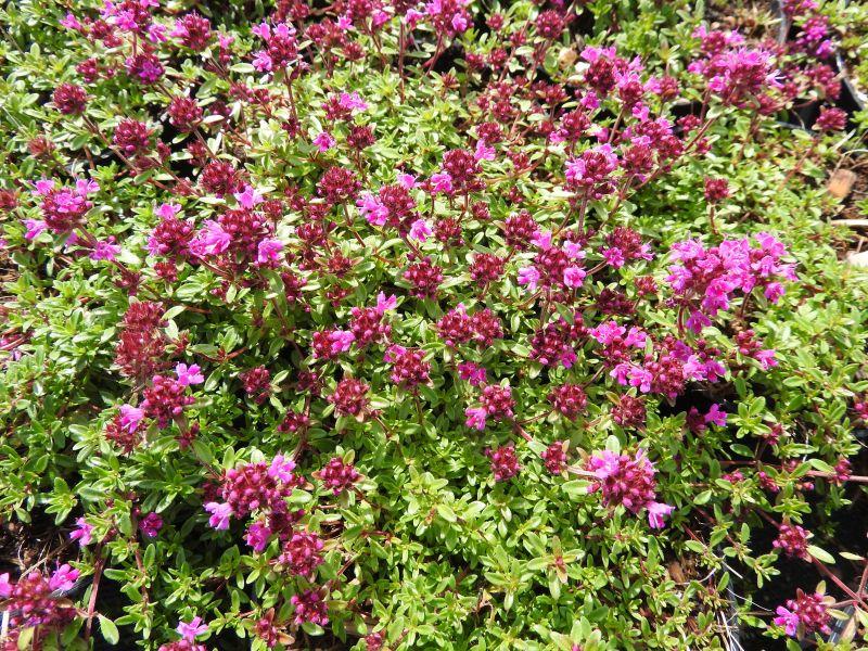 Thymus serpyllum Creeping Red in voller Blütenpracht