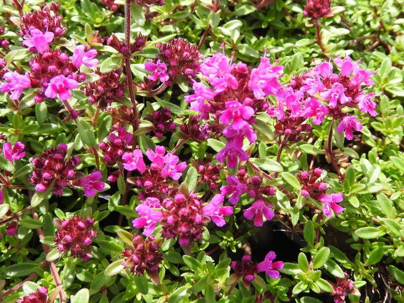 So schön blüht der Thymus serpyllum Creeping Red