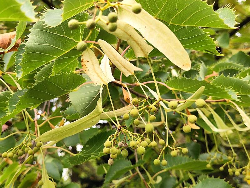 Tilia henryana Tilia henryana