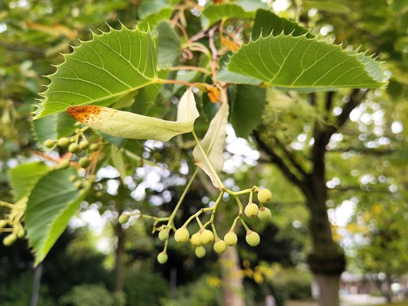 Tilia henryana Tilia henryana