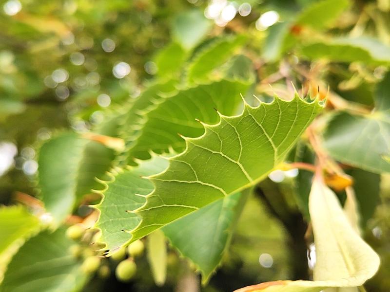 Tilia henryana Tilia henryana