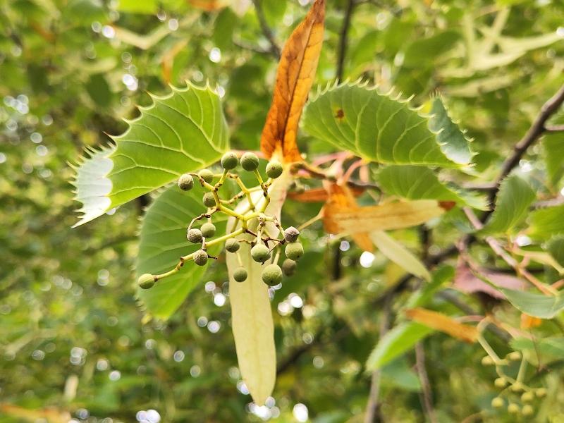 Tilia henryana Tilia henryana