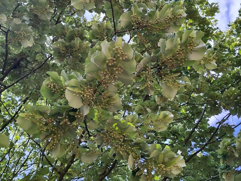 Silberweide im Hochsommer