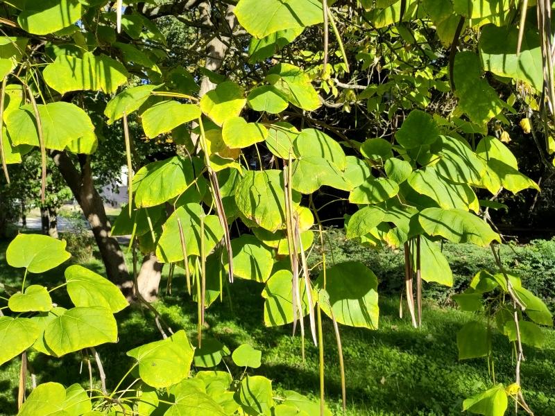 Herbstlicher Trompetenbaum mit langen Früchten