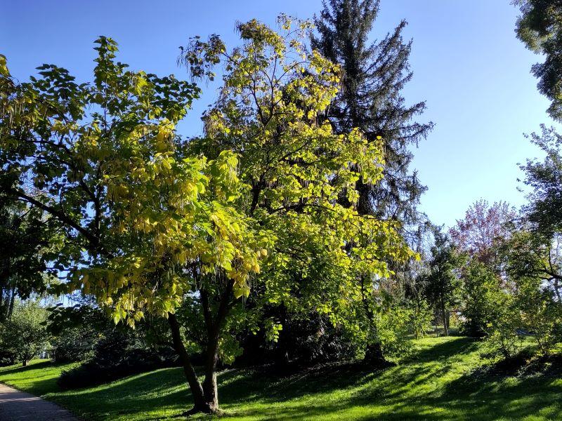 Trompetenbaum im Oktober