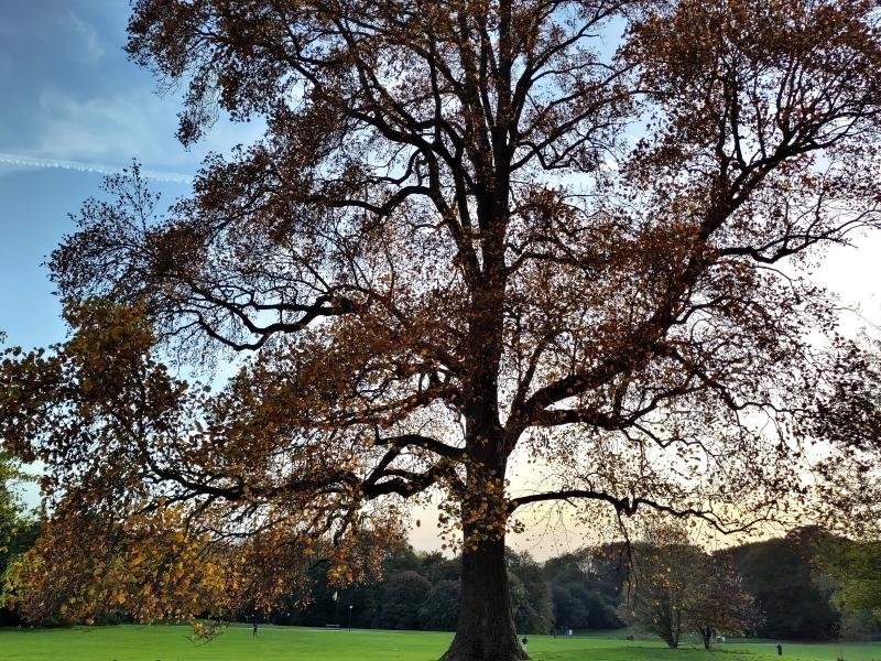 Großer Tulpenbaum im Herbst