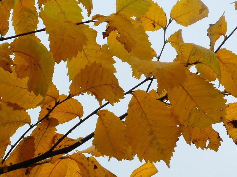 Ulmus laevis in Herbstfärbung