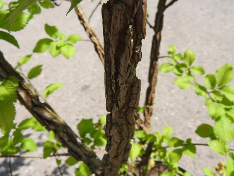 Korkalm, Ulmus minor Suberosa