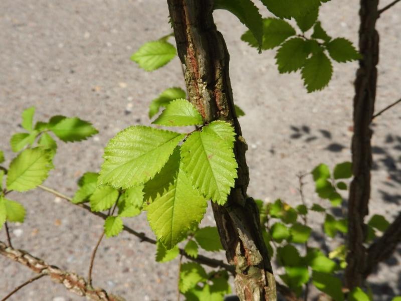 Korkalm, Ulmus minor Suberosa