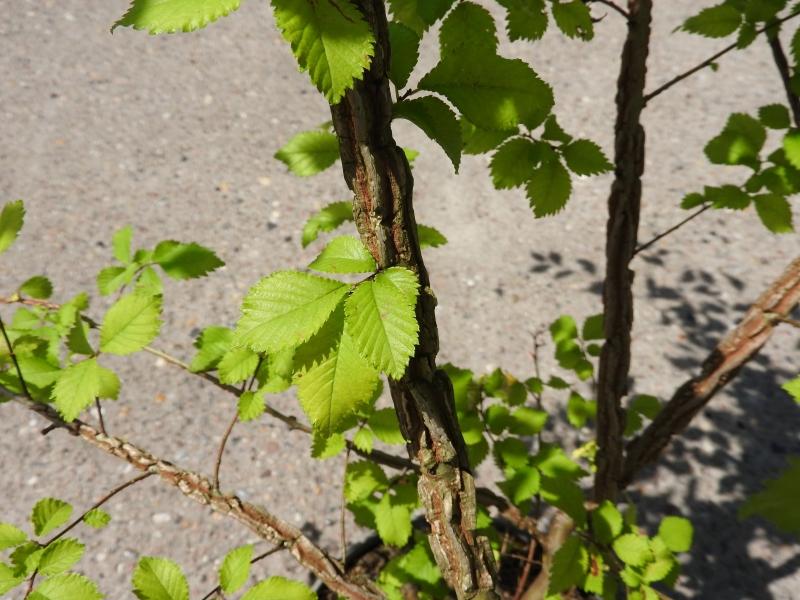Korkalm, Ulmus minor Suberosa