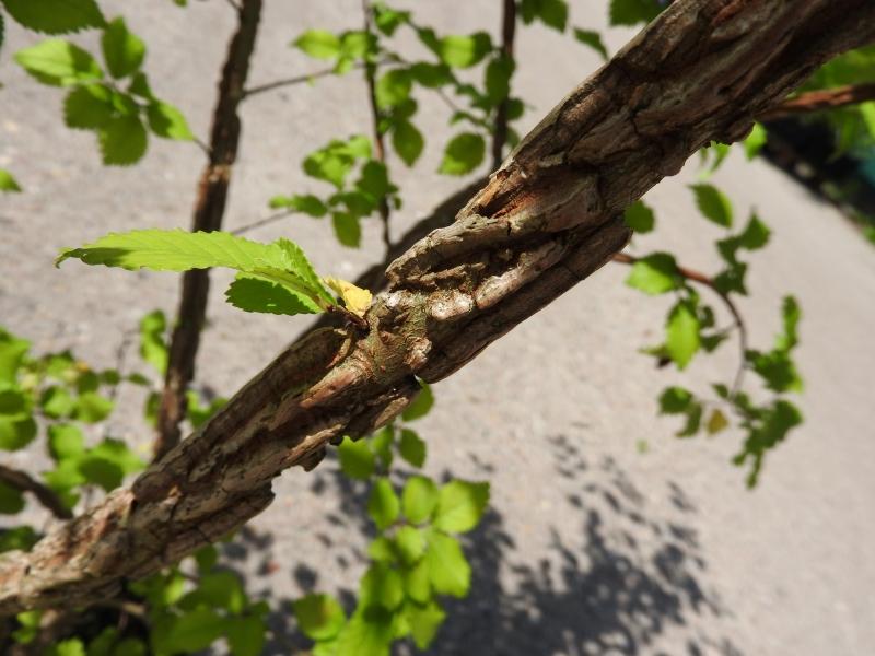 Korkalm, Ulmus minor Suberosa