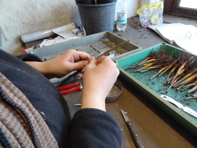 Veredlung in der Baumschule mit Medifilm