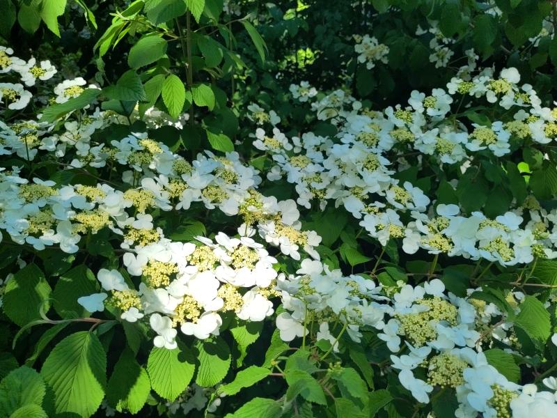 Japansk Snöbollsbuske, Japanskt olvon, Viburnum plicatum Mariesii