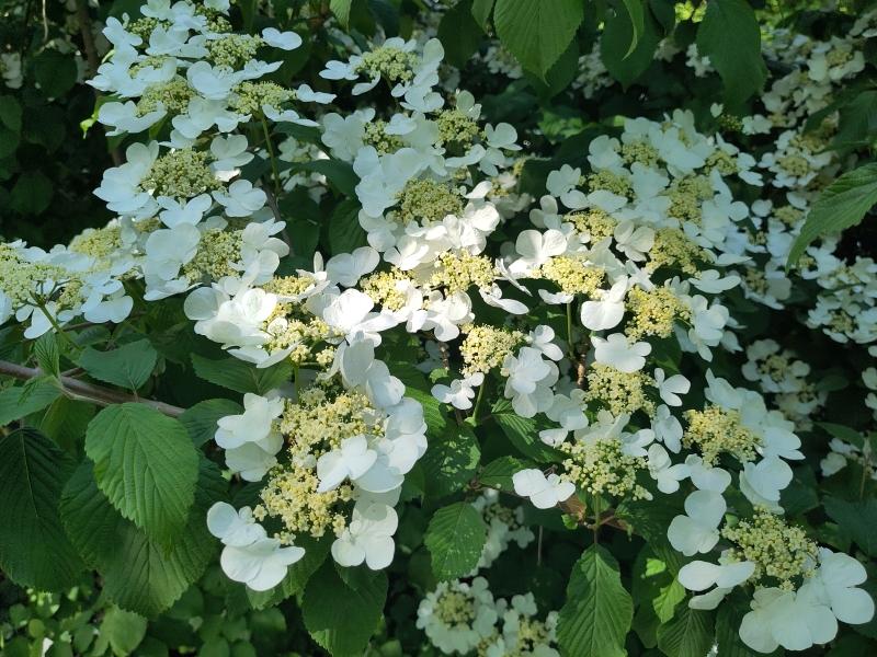 Japansk Snöbollsbuske, Japanskt olvon, Viburnum plicatum Mariesii