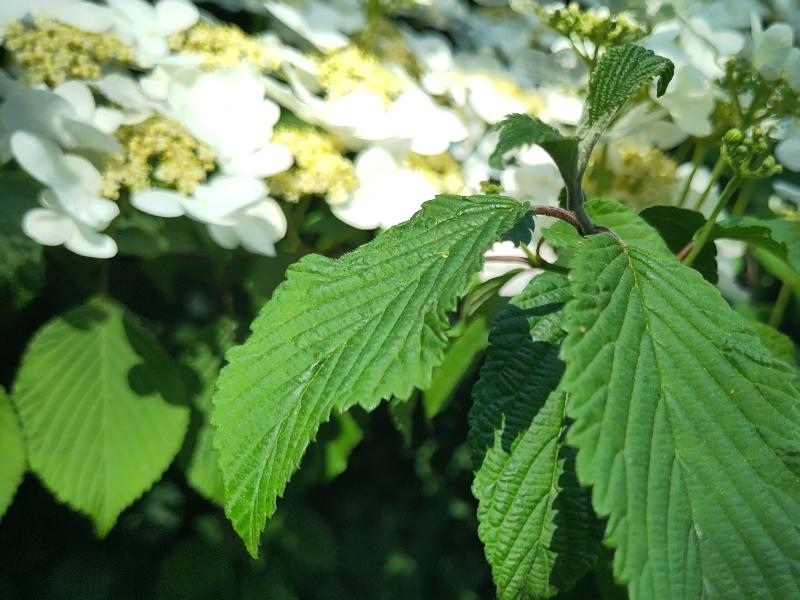 Japansk Snöbollsbuske, Japanskt olvon, Viburnum plicatum Mariesii