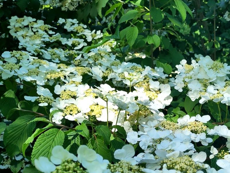 Japansk Snöbollsbuske, Japanskt olvon, Viburnum plicatum Mariesii