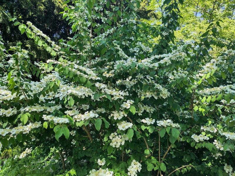 Japansk Snöbollsbuske, Japanskt olvon, Viburnum plicatum Mariesii