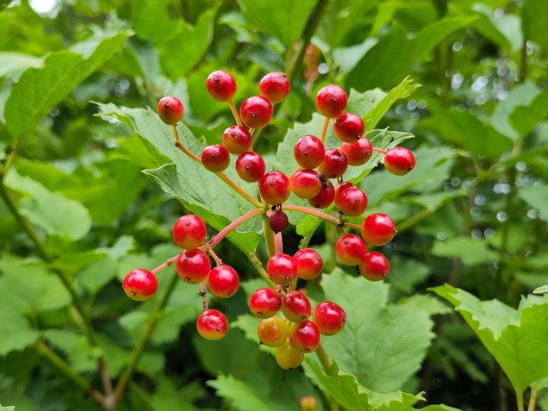 Heranreifende Beeren des Gemeinen Schneeballs