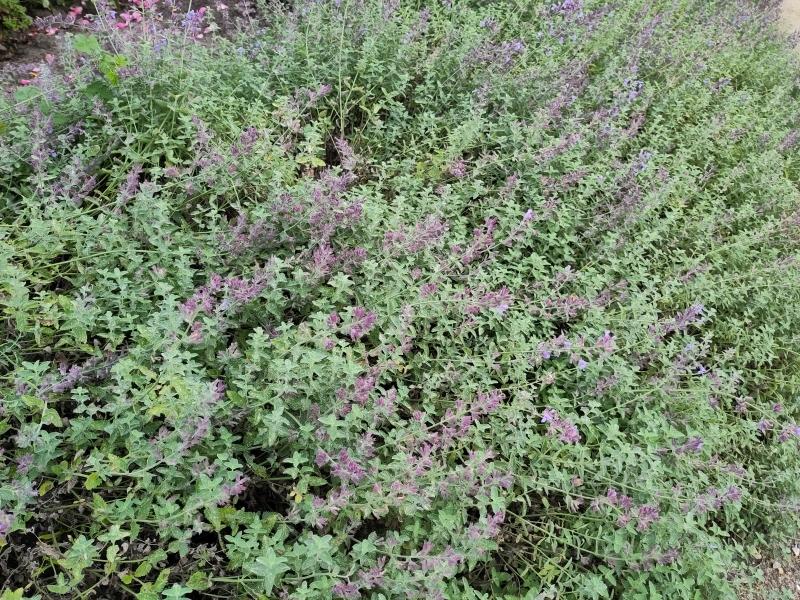 .Nepeta faassenii Walkers Low