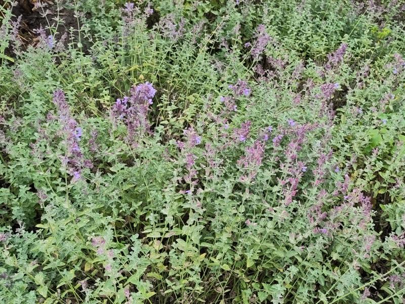 .Nepeta faassenii Walkers Low