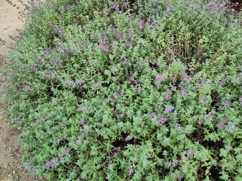 .Nepeta faassenii Walkers Low