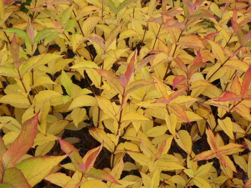 Rosa Weigelie mit gelber und roter Herbstfärbung