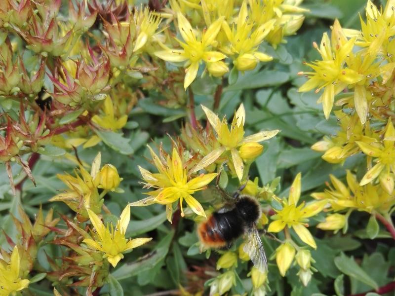 Hummeln lieben die Blüten des Fettblatts Weihenstephaner Gold