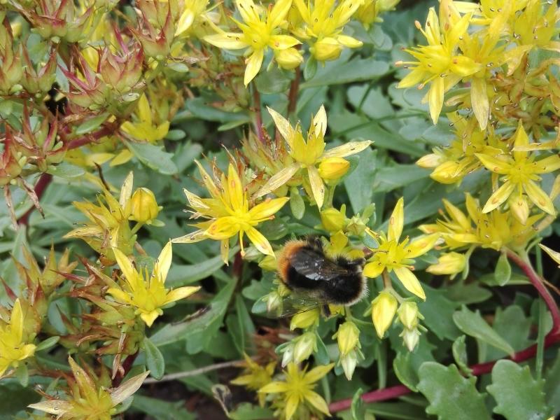 Das Gold-Fettblatt ist bei Insekten beliebt.