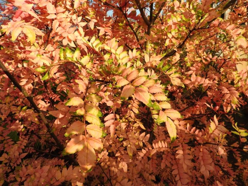 Gelb-rote Herbstfärbung des Szechuan-Pfeffer