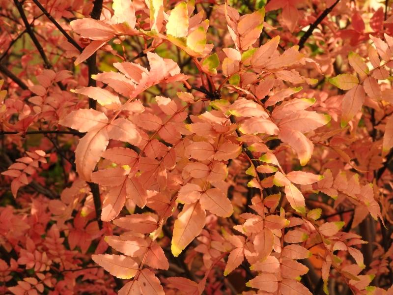 Buntes Herbstlaub des Szechuan-Pfeffers