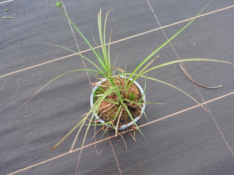 Zwerg-Chinaschilf Yakushima Dwarf