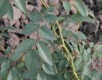 Himalaya-Moschus Rose