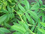 Westchinesische Wildrose