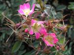 Blaue Hechtrose - rosa Blüten