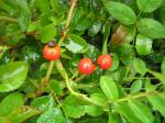 Sumpros, Rosa palustris