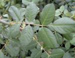 Rosa scabriuscula
