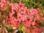 Purpurberberis Autumn Beauty, Berberis rubrostilla Autumn Beauty