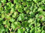 Rubus calycinoides Betty Ashburner - Prydnadsbjörnbär Betty Ashburner