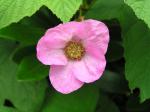 Rosenhallon (Rubus odoratus)